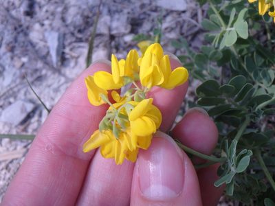 Coronilla coronata, photographed by Сергей Крыленко