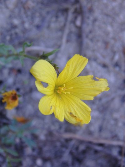 Linum tauricum, photographed by Сергей Крыленко