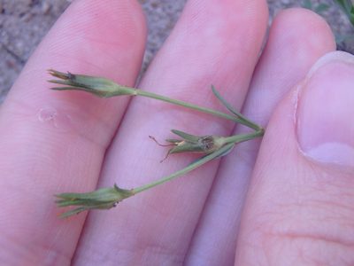 Linum tauricum, photographed by Сергей Крыленко