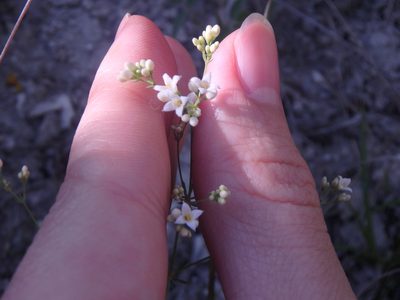Galium xeroticum, photographed by Сергей Крыленко
