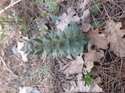 Ajuga orientalis, photographed by Сергей Крыленко