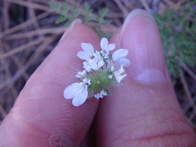 Orlaya daucoides, photographed by Сергей Крыленко