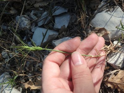 Aegilops biuncialis, photographed by Сергей Крыленко