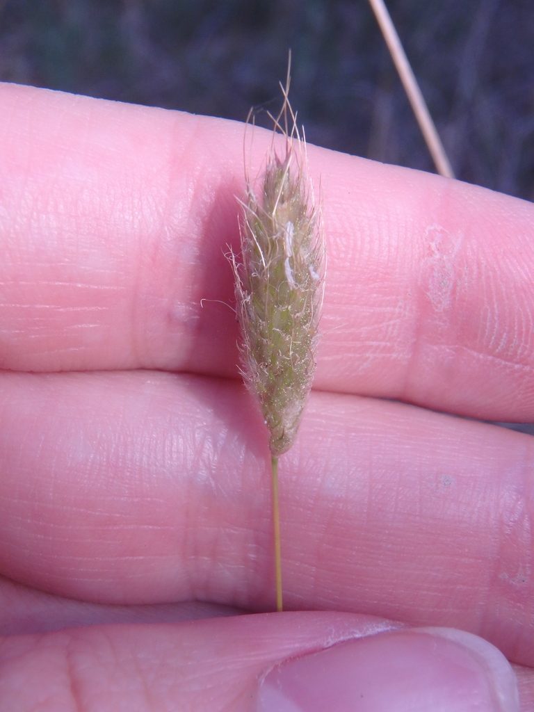 Alopecurus vaginatus, photographed by Сергей Крыленко