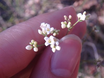 Galium xeroticum, photographed by Сергей Крыленко