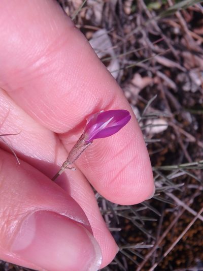 Astragalus subuliformis, photographed by Сергей Крыленко