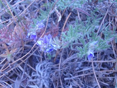 Veronica capsellicarpa, photographed by Сергей Крыленко