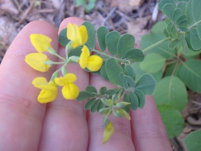 Coronilla coronata, photographed by Сергей Крыленко