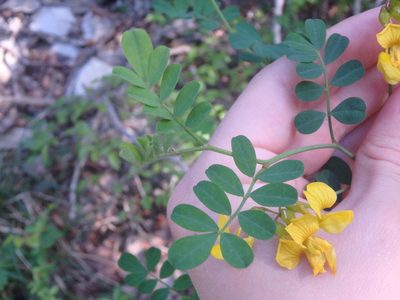 Coronilla coronata, photographed by Сергей Крыленко