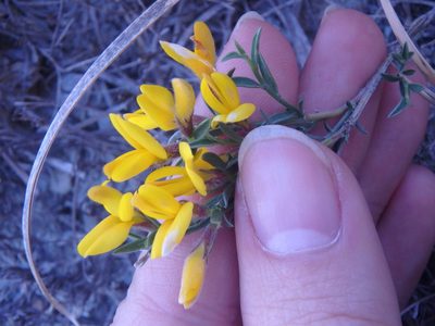 Genista albida, photographed by Сергей Крыленко