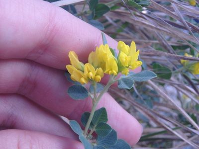 Medicago cretacea, photographed by Сергей Крыленко