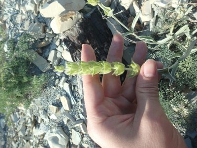 Sideritis euxina, photographed by Сергей Крыленко