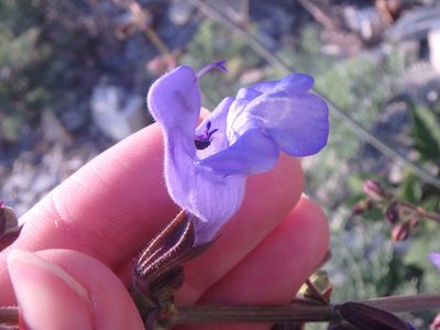 Salvia ringens, photographed by Сергей Крыленко