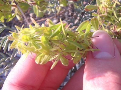 Cruciata taurica, photographed by Сергей Крыленко
