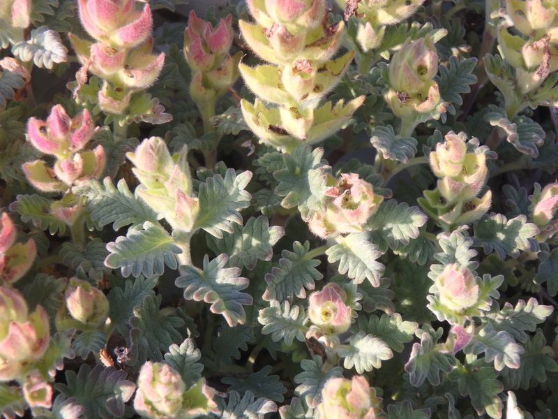 Scutellaria novorossica, photographed by Сергей Крыленко