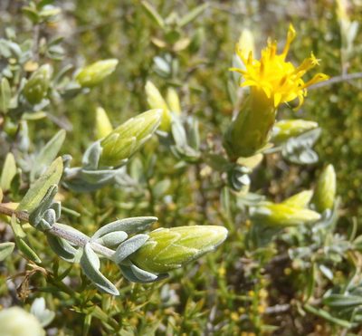 Pteronia ovalifolia, photographed by Nicola van Berkel
