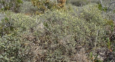 Pteronia ovalifolia, photographed by Nicola van Berkel