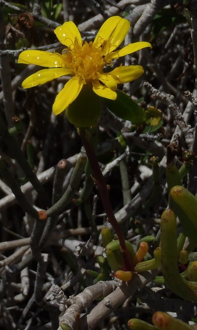 Senecio aloides, photographed by Nicola van Berkel