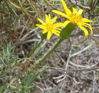 Senecio aloides, photographed by Nicola van Berkel
