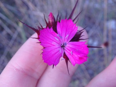 Dianthus capitatus, photographed by Сергей Крыленко