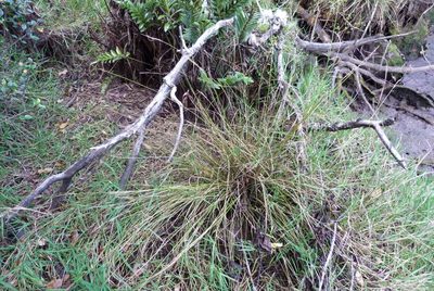 Carex litorosa, photographed by Colin Meurk