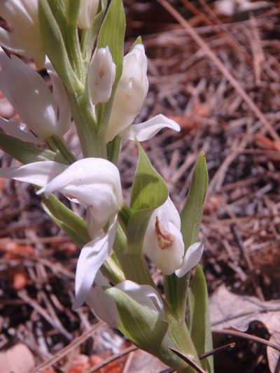 Cephalanthera epipactoides, photographed by Сергей Крыленко