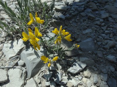 Genista humifusa, photographed by Сергей Крыленко