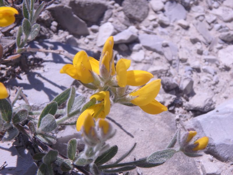 Genista humifusa, photographed by Сергей Крыленко