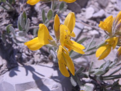 Genista humifusa, photographed by Сергей Крыленко