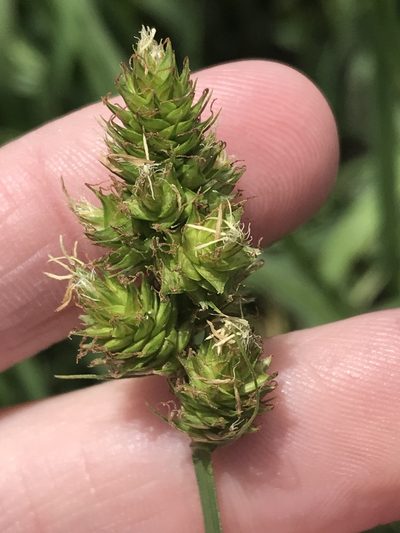 Carex gravida, photographed by Ryan Donnelly