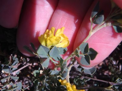 Medicago cretacea, photographed by Сергей Крыленко