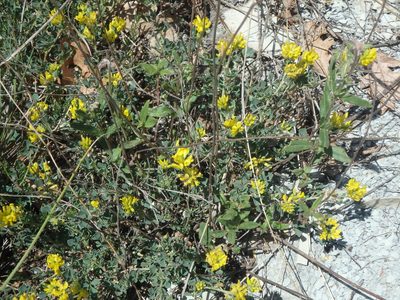 Medicago cretacea, photographed by Сергей Крыленко