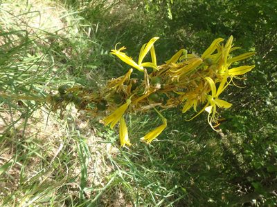 Asphodeline lutea, photographed by Сергей Крыленко