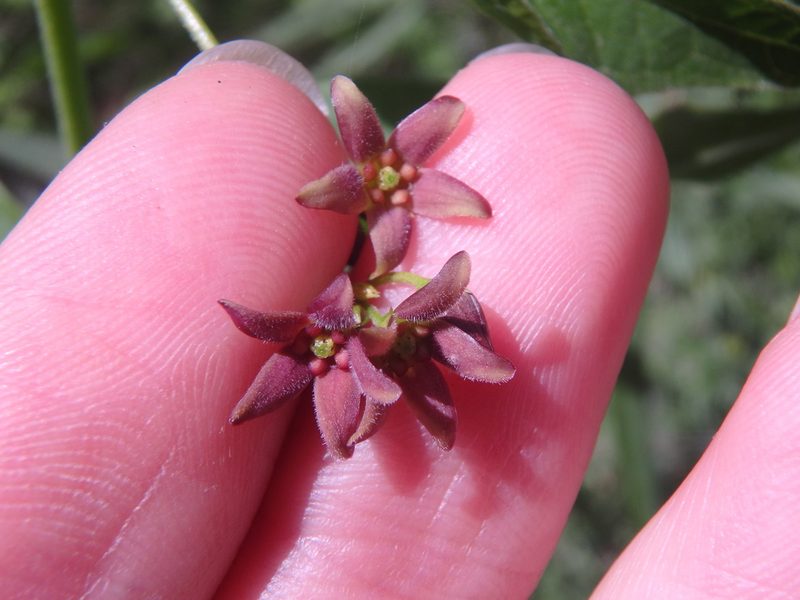 Vincetoxicum scandens, photographed by Сергей Крыленко