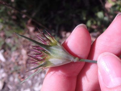 Dianthus capitatus, photographed by Сергей Крыленко