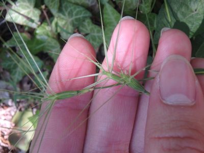 Aegilops biuncialis, photographed by Сергей Крыленко