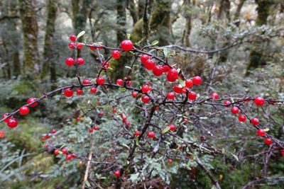 Coprosma cuneata, photographed by John Barkla
