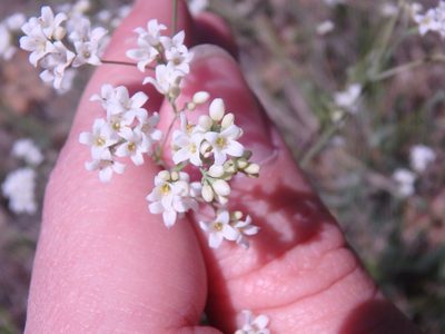 Galium xeroticum, photographed by Сергей Крыленко