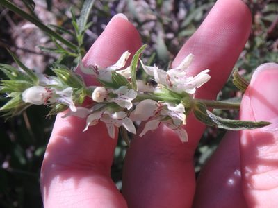 Stachys atherocalyx, photographed by Сергей Крыленко