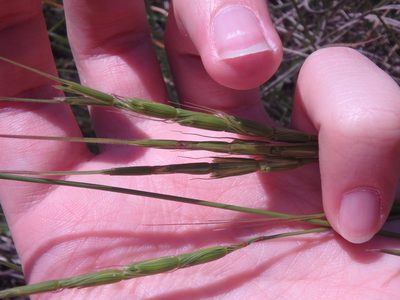 Aegilops cylindrica, photographed by Сергей Крыленко