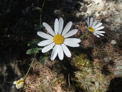 Tanacetum poteriifolium, photographed by Сергей Крыленко