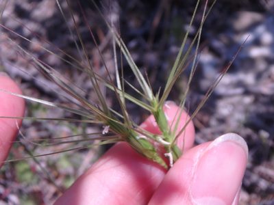 Aegilops biuncialis, photographed by Сергей Крыленко