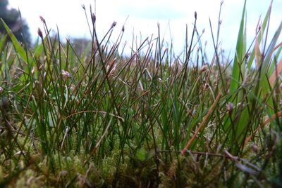 Eleocharis gracilis, photographed by Colin Meurk