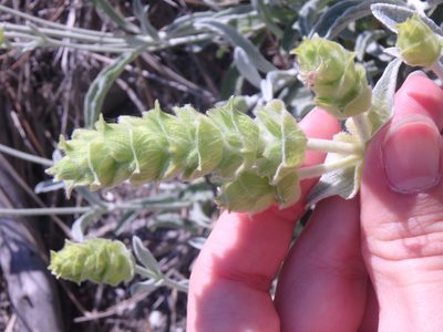Sideritis euxina, photographed by Сергей Крыленко