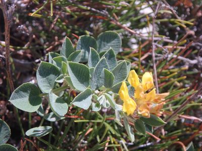 Medicago cretacea, photographed by Сергей Крыленко