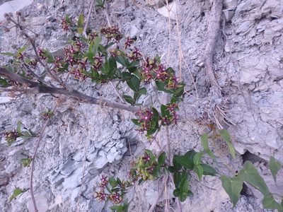 Periploca graeca, photographed by Сергей Крыленко