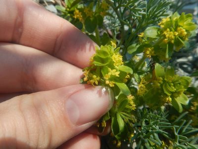 Cruciata taurica, photographed by Сергей Крыленко