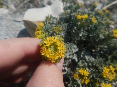 Odontarrhena obtusifolia, photographed by Сергей Крыленко