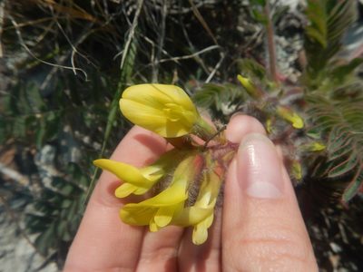 Astragalus utriger, photographed by Сергей Крыленко