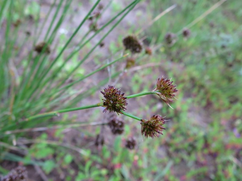 Juncus valvatus, photographed by Ricardo Lima